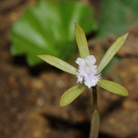 Nervilia simplex (Thouars) Schltr.